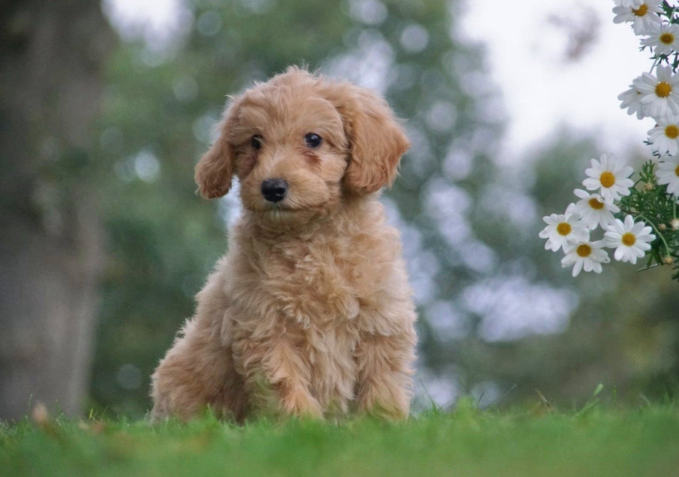 Mini Labradoodle pups met gezondheidsverklaring en  garantie, Overige rassen, 8 tot 15 weken, Meerdere, Meerdere dieren
