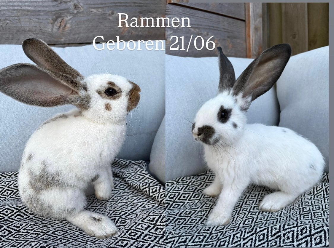 2 lieve vlaamse reus kleintjes, Dieren en Toebehoren, Mannelijk, Groot