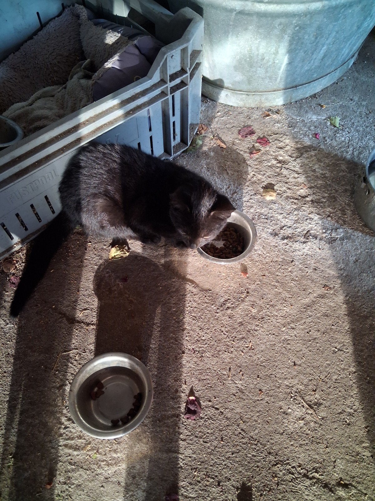 Boerderij kittens 2 zwarte, Meerdere dieren