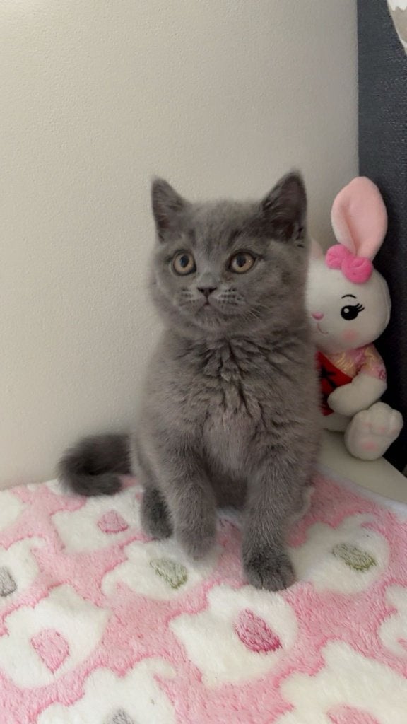Britse korthaar kittens, Dieren en Toebehoren, Katten en Kittens | Raskatten | Korthaar, Meerdere dieren, Ontwormd, 0 tot 2 jaar