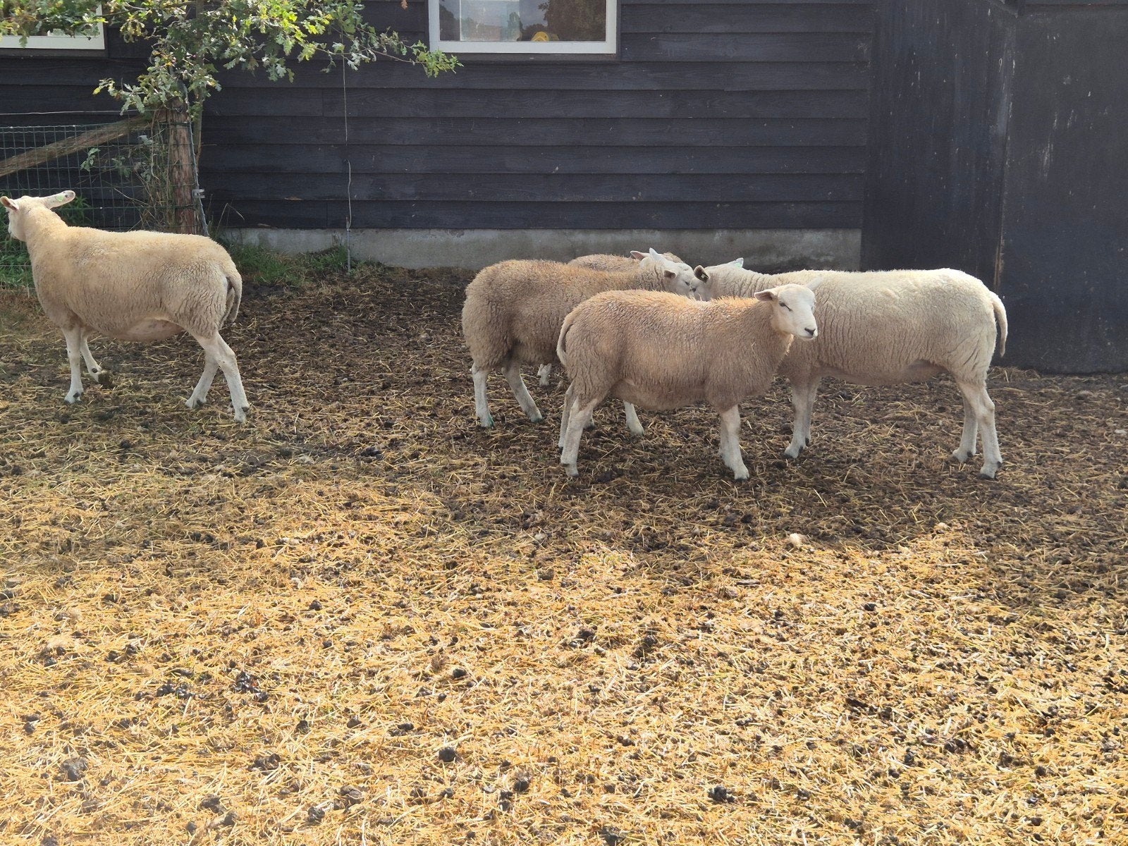 lammeren swifter texelaar, Meerdere dieren, Schaap, 0 tot 2 jaar