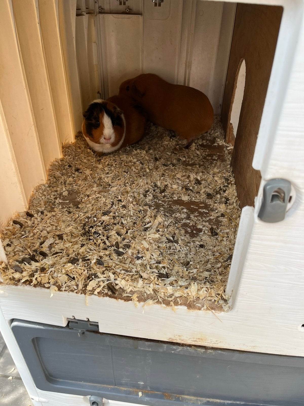 Dierenhok konijn 2 cavia’s, Ophalen of Verzenden