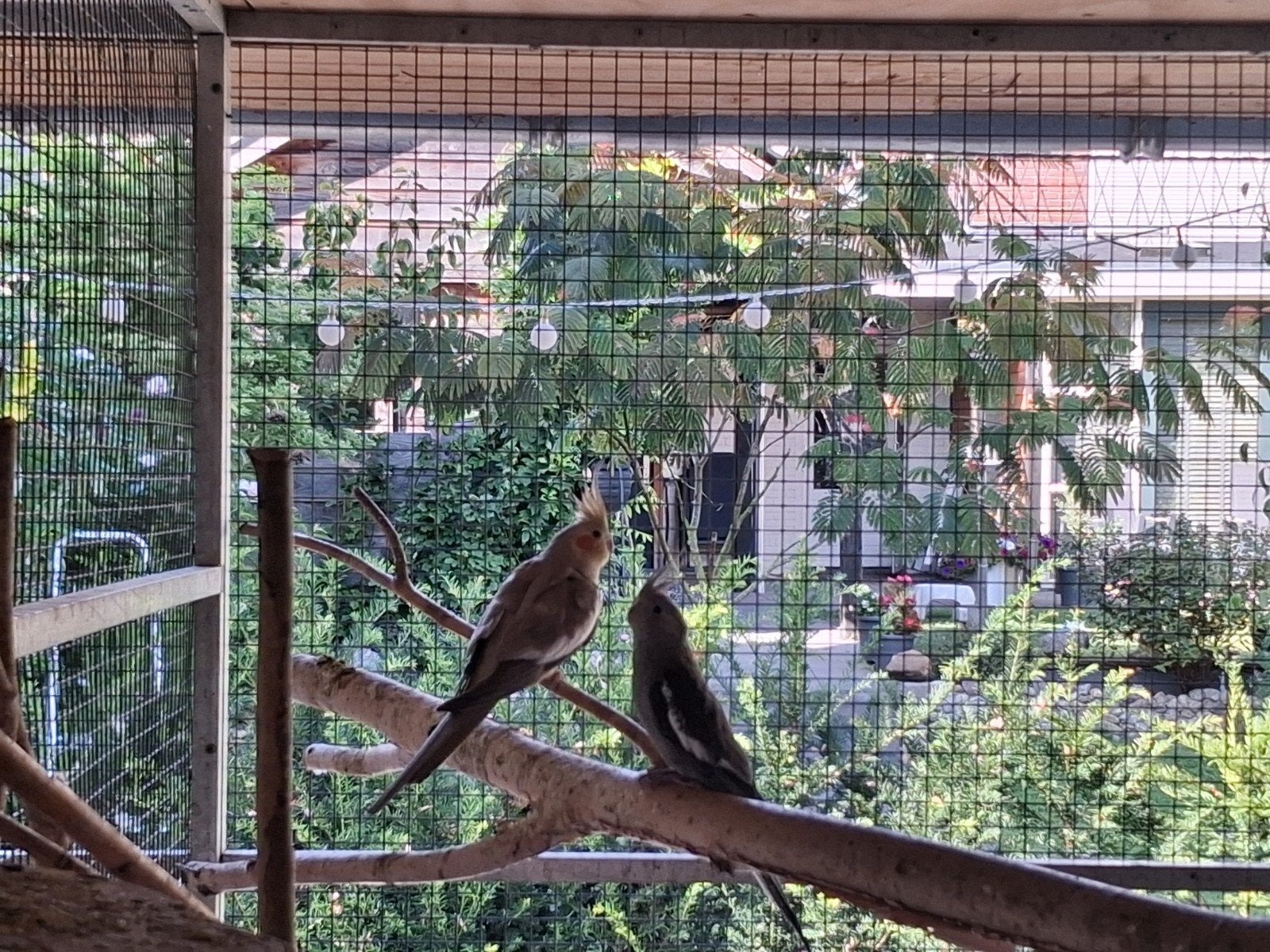 valkparkiet jong mei 2026, Dieren en Toebehoren, Vogels | Kanaries, Geslacht onbekend