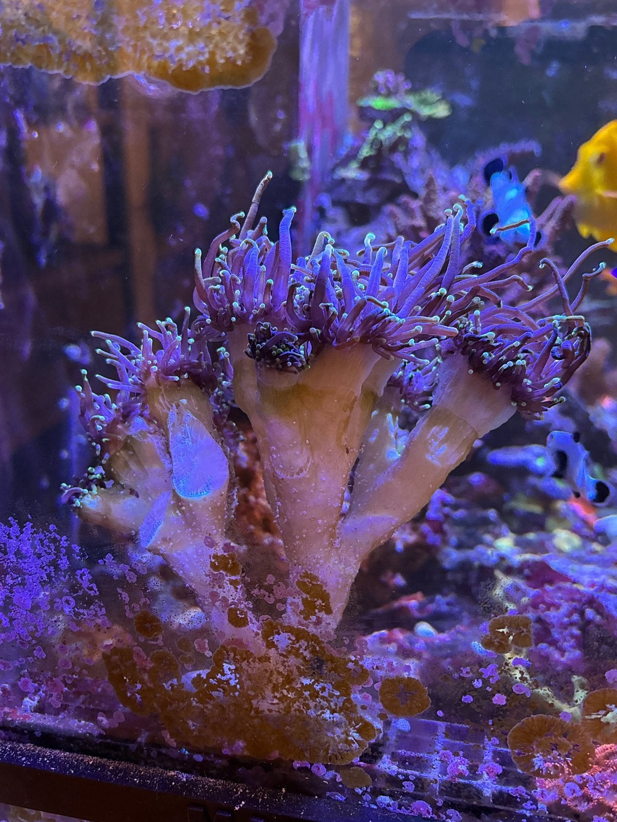 Dragon soul torch koraal 12 koppen zeeaquarium, Dieren en Toebehoren, Vis