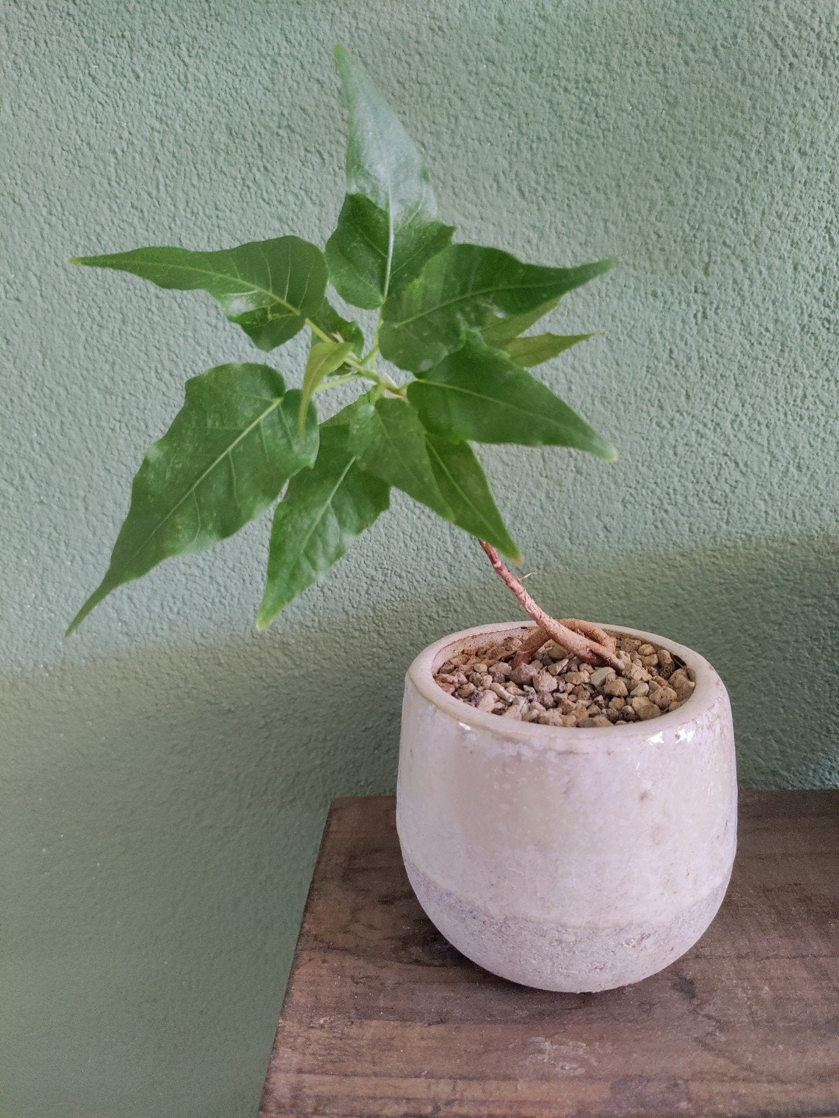 prachtig bodhiboom bonsaiboompje, Ophalen, Halfschaduw, Minder dan 100 cm