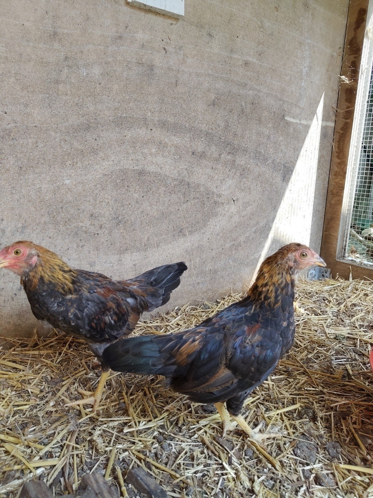 Twentse kriel haan, 2 stuks, Dieren en Toebehoren, Pluimvee, Mannelijk, Kip