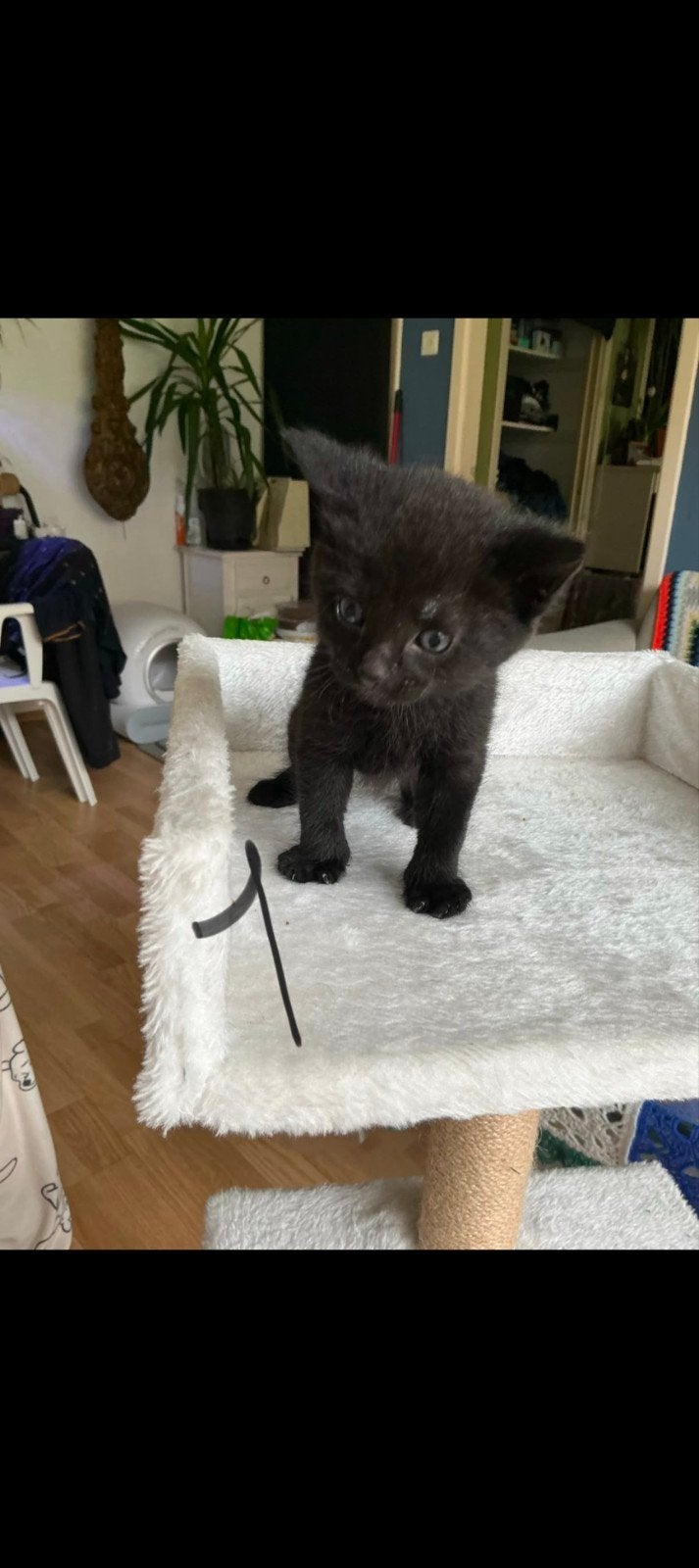 Kittens