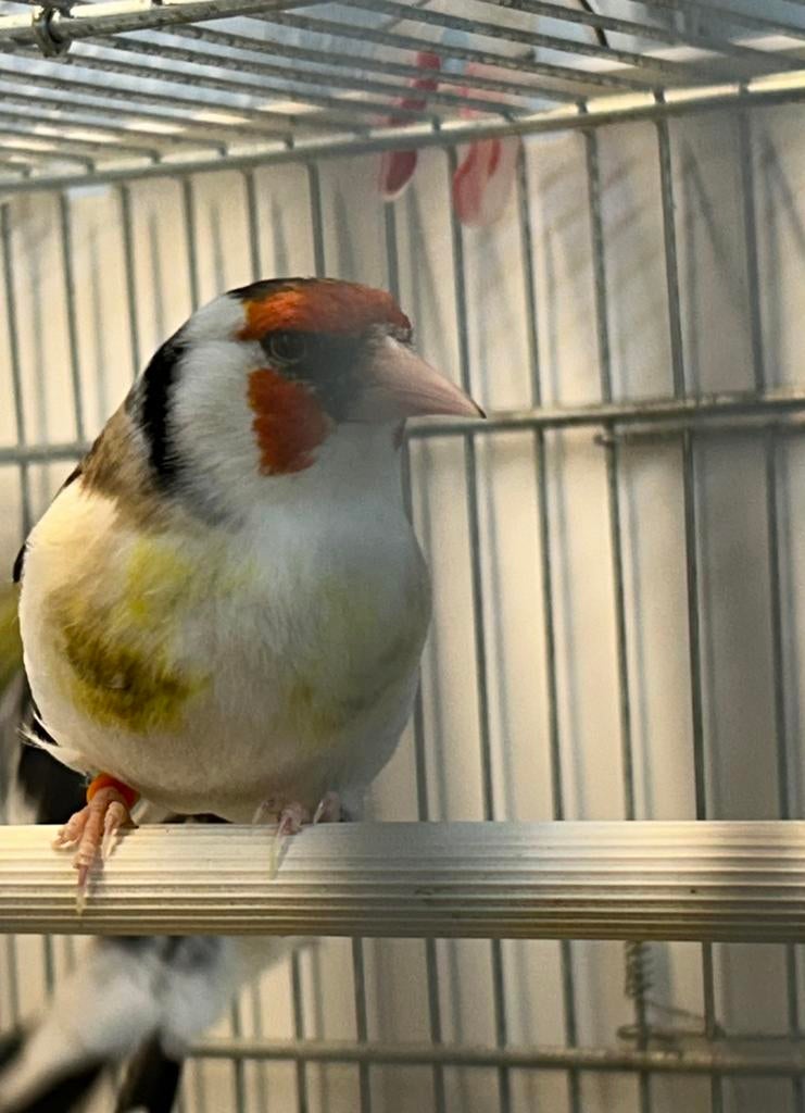 Major putters mutatie van 2025, Meerdere dieren, Wildzangvogel, Geringd