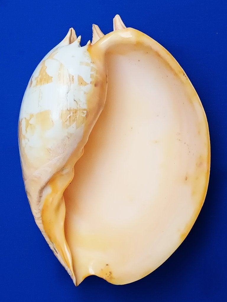 Schelpen, Melo umbilicatus, Verzamelen, Ophalen of Verzenden, Schelp(en)