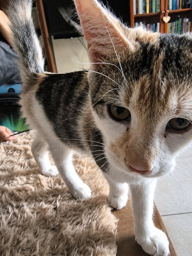 Foto 4 van 2 maine coons zusjes beschikbaar