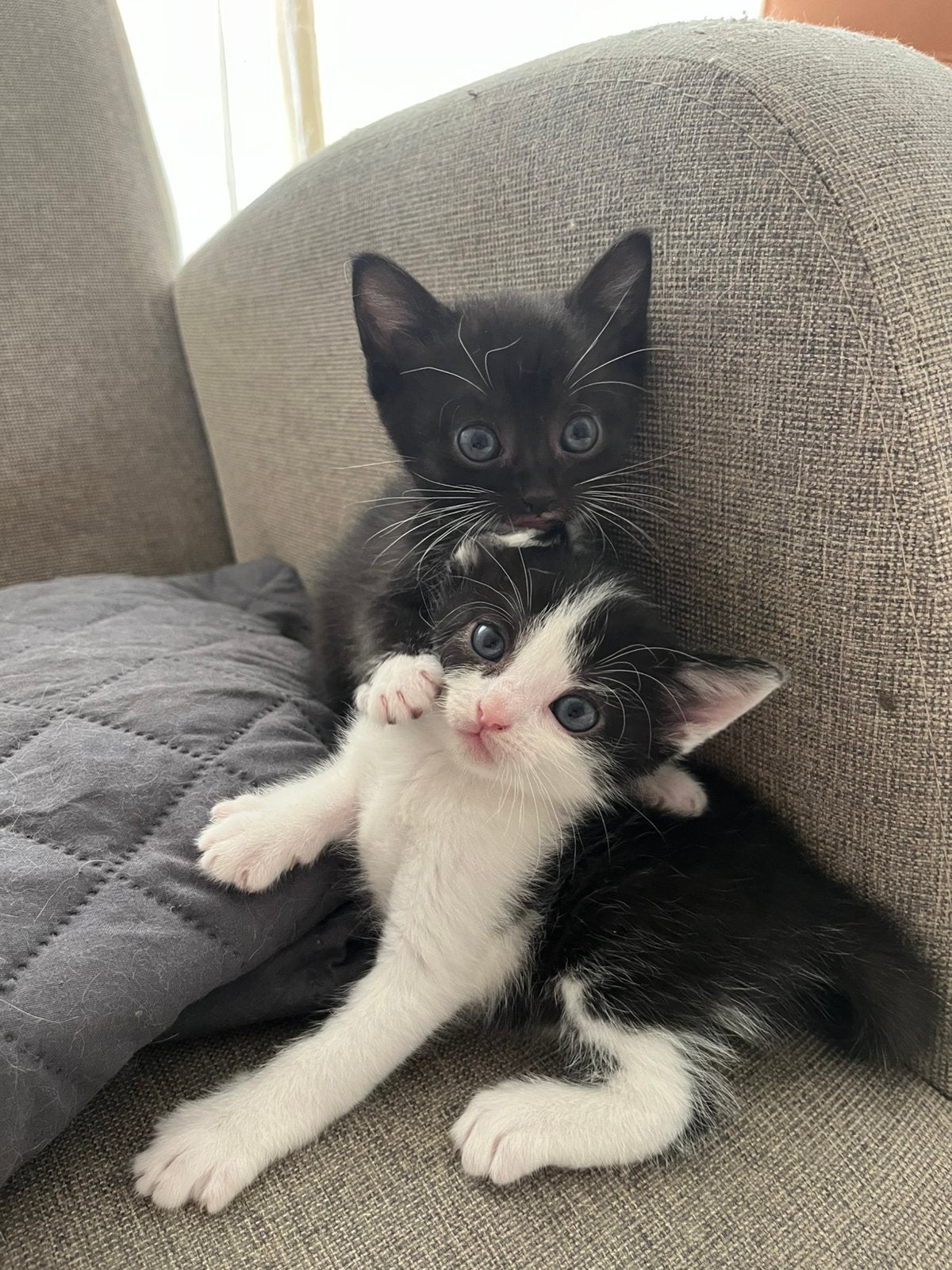 Kittens, Dieren en Toebehoren, Poes