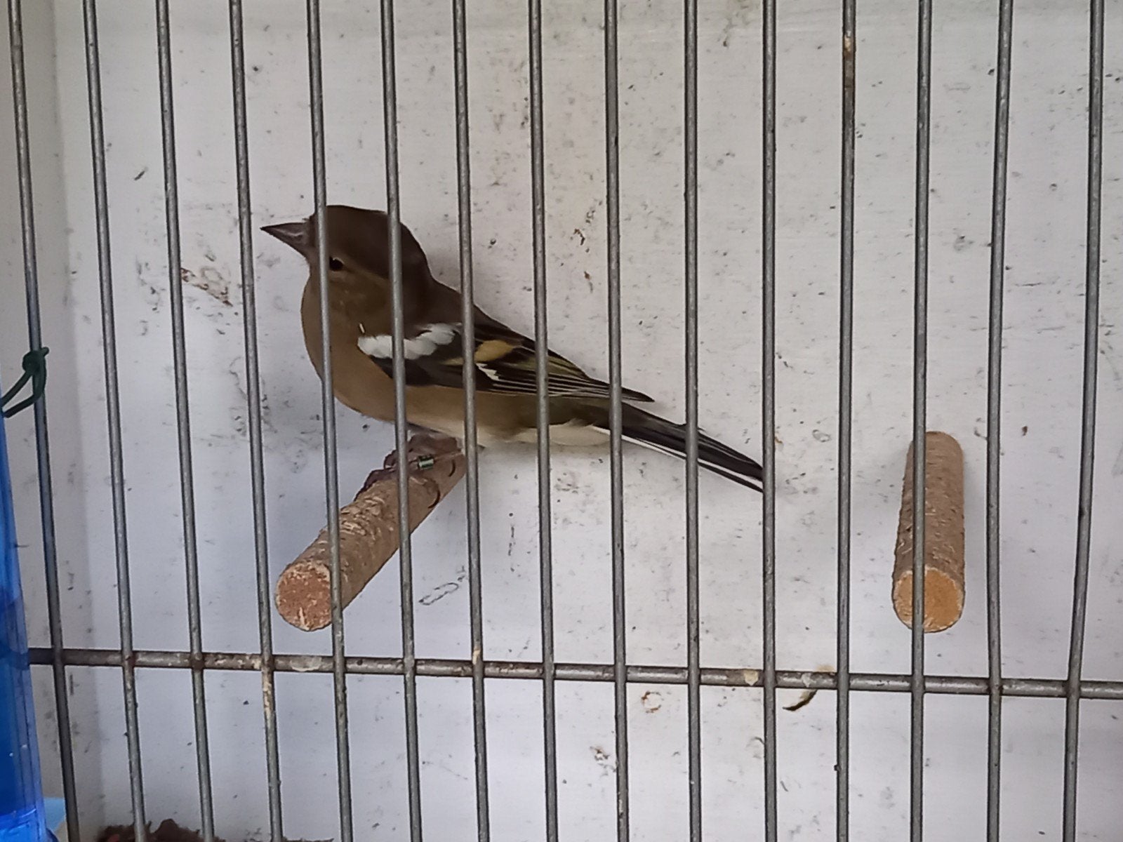 een hele mooie vink pop van 25 korrekt gering  €35, Dieren en Toebehoren, Vrouwelijk