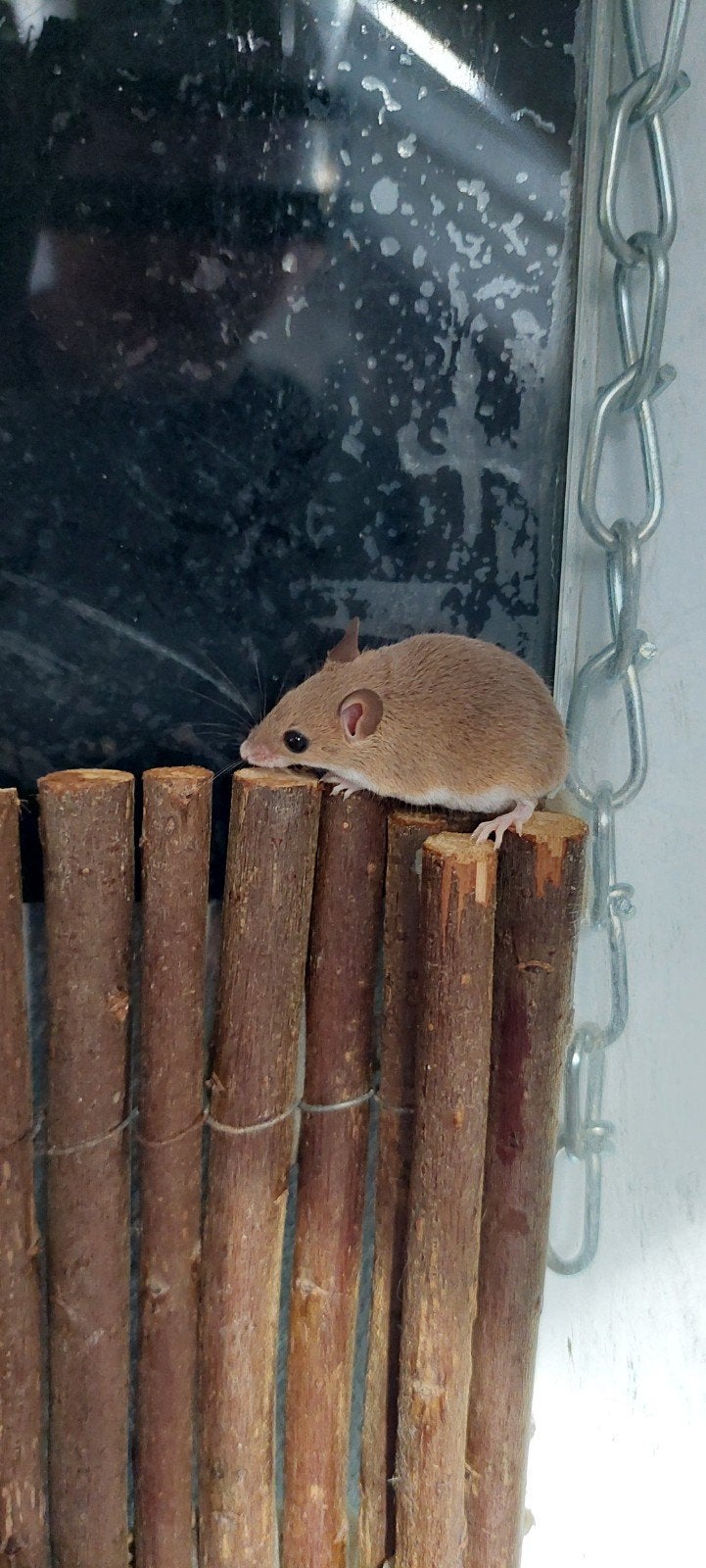 Afrikaanse dwergmuizen, Mei, Meerdere dieren, Muis