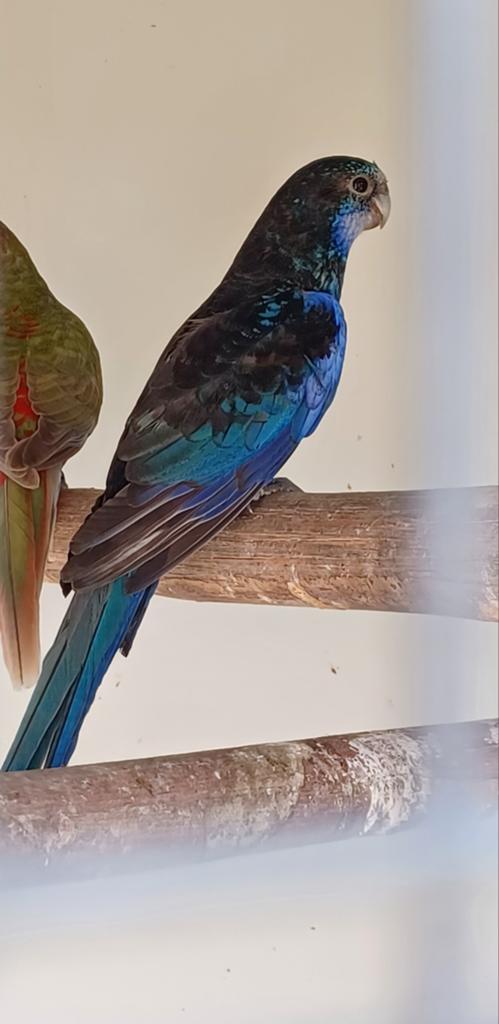 Prachtrosella pop, 2024 zwart blauw, Dieren en Toebehoren, Vogels | Parkieten en Papegaaien, Vrouwelijk, Parkiet