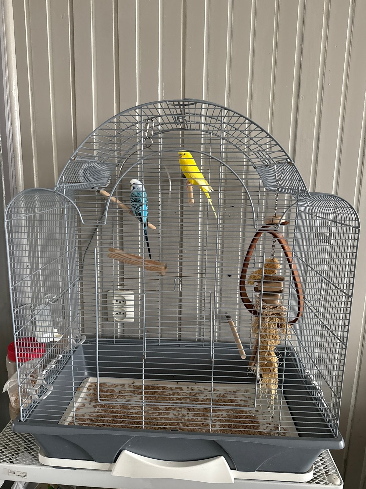 2 house birds, Dieren en Toebehoren, Vogels | Parkieten en Papegaaien