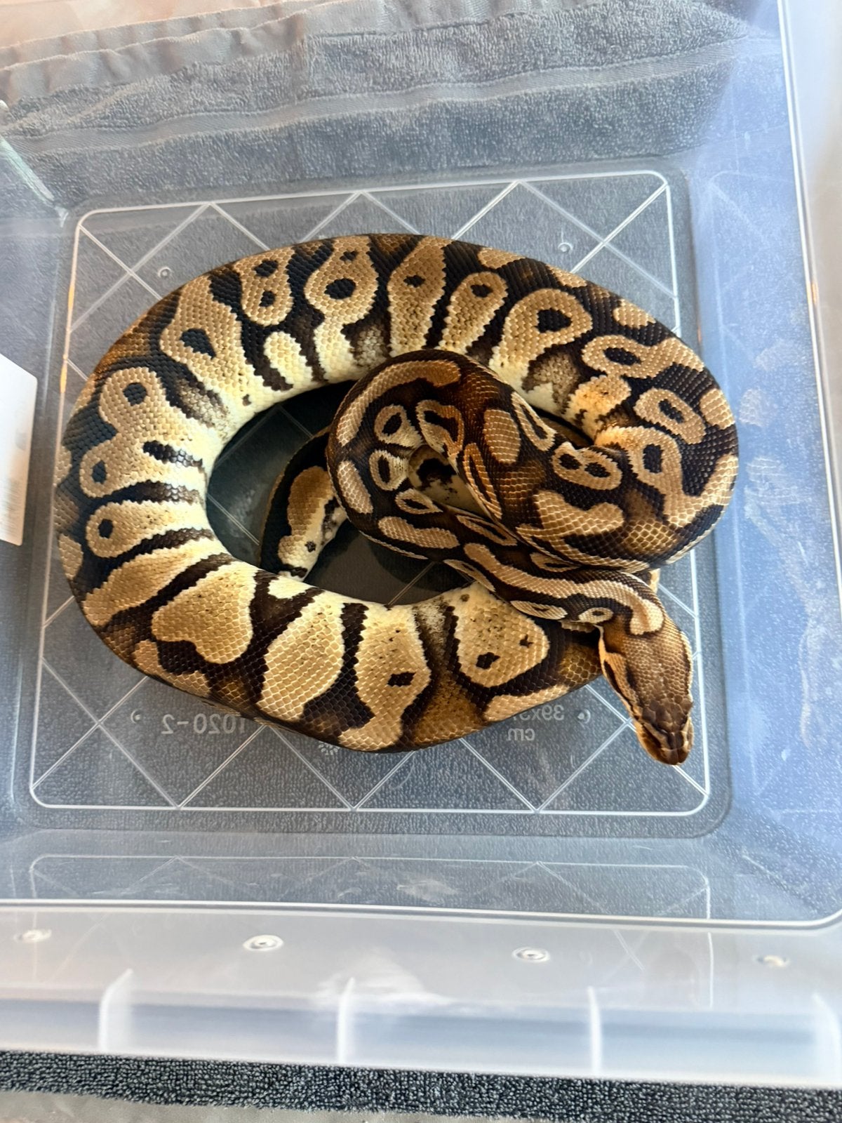 Koningspython 0.1 Ball Python - male for sale from Nettie