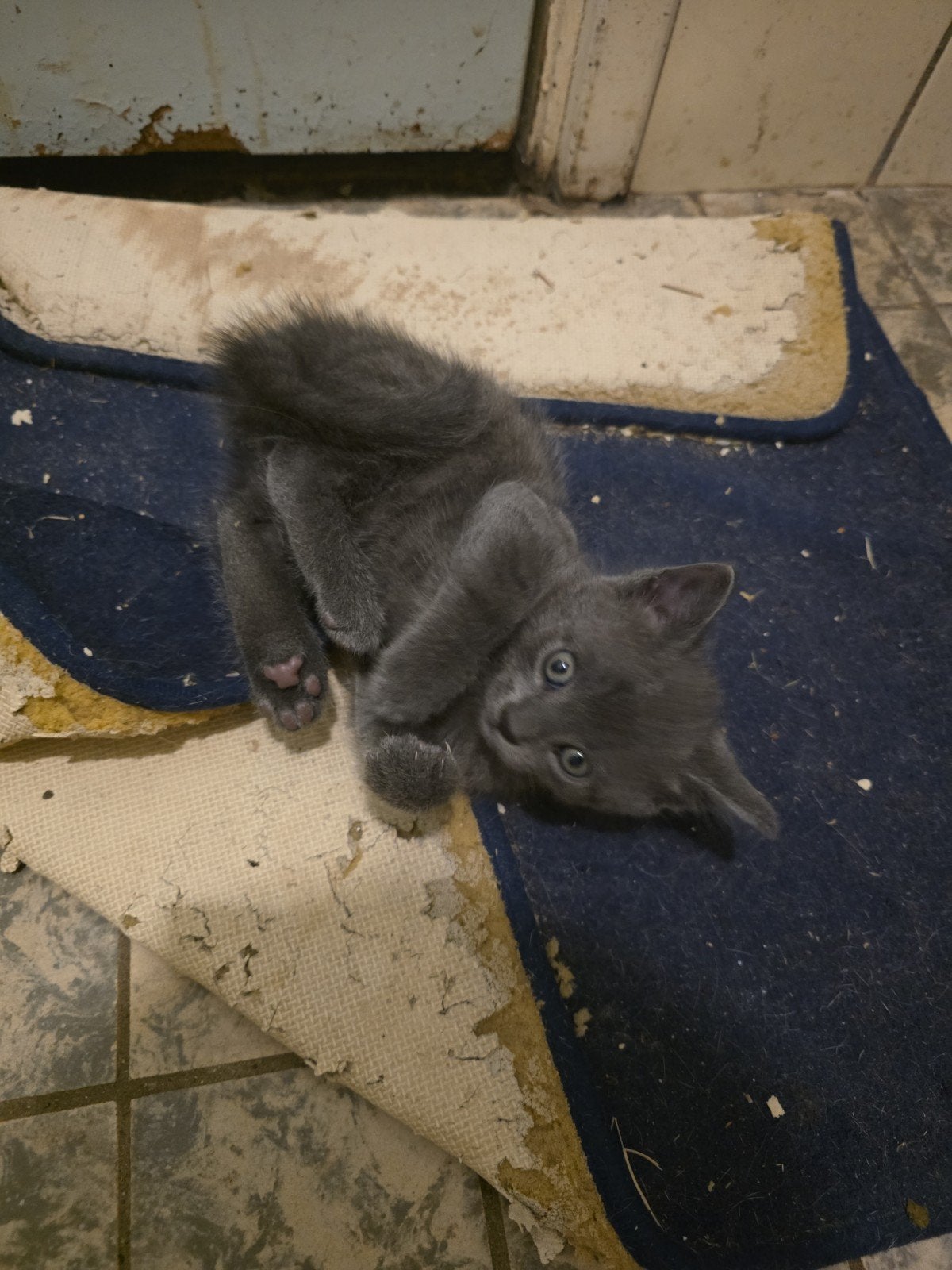 Kittens, Meerdere dieren, 0 tot 2 jaar