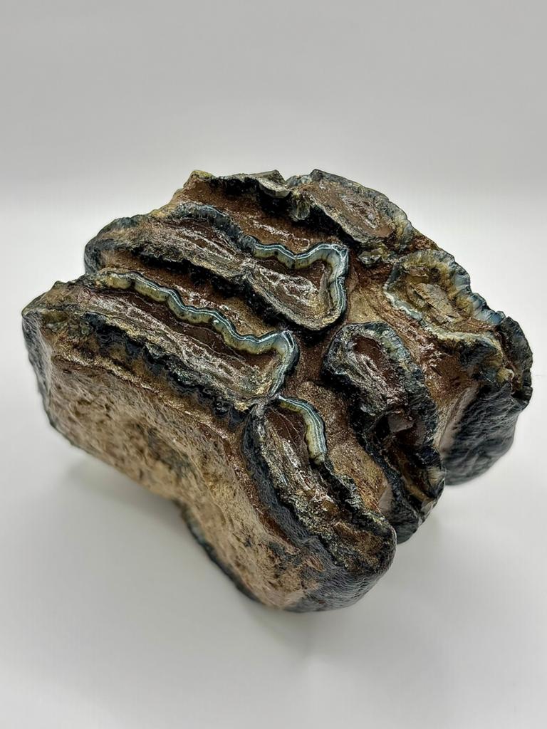 Zuidelijke mammoet kies Hongarije, Verzamelen, Mineralen en Fossielen, Ophalen of Verzenden, Fossiel