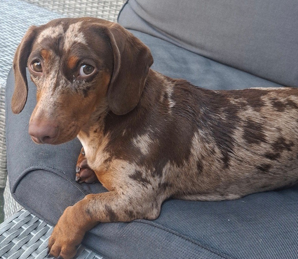 Teckel merle pup, Parvo, Standaard, 15 weken tot 1 jaar, Korthaar