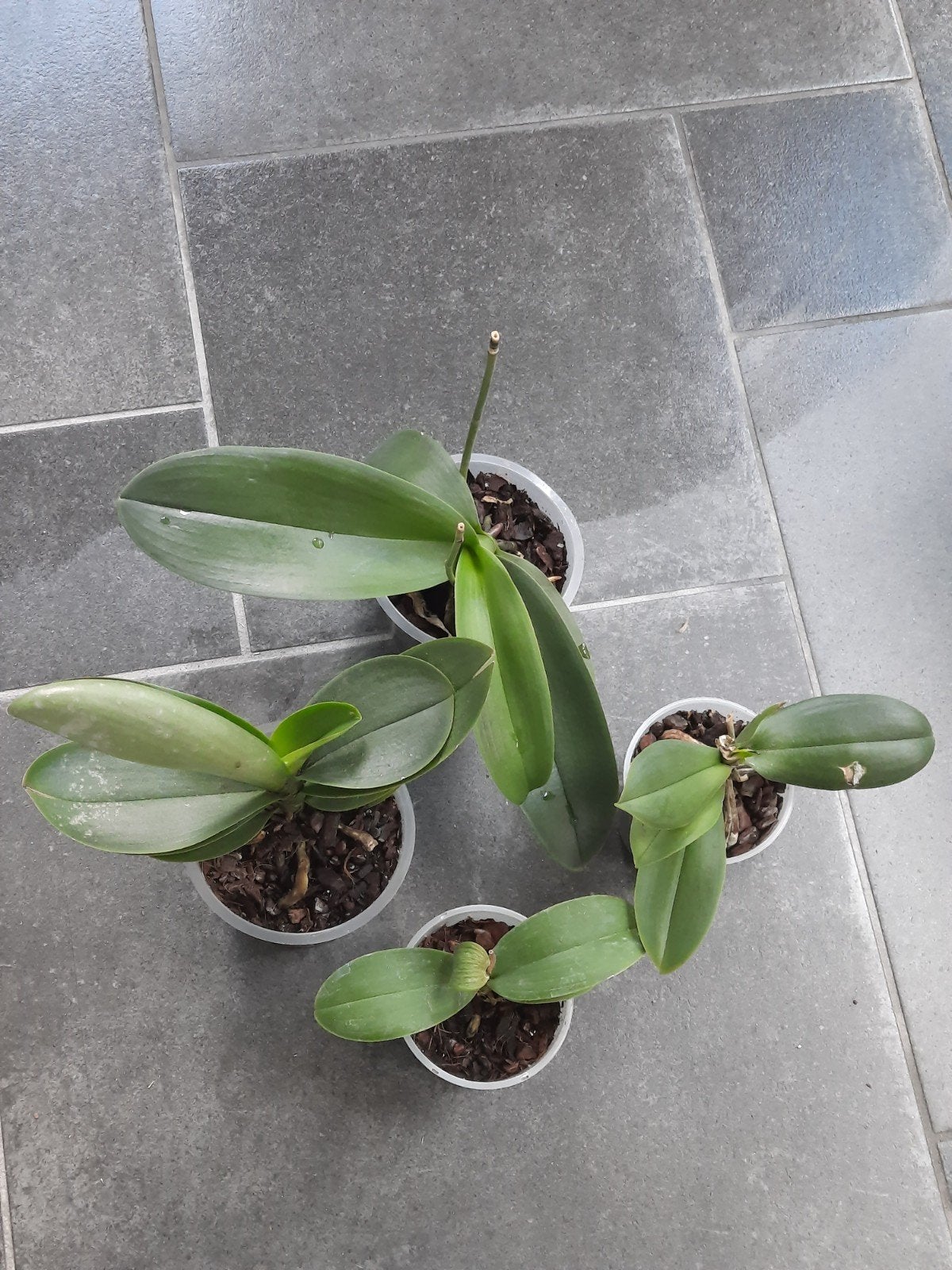 4 Uitgebloeide Orchideeën, Ophalen of Verzenden