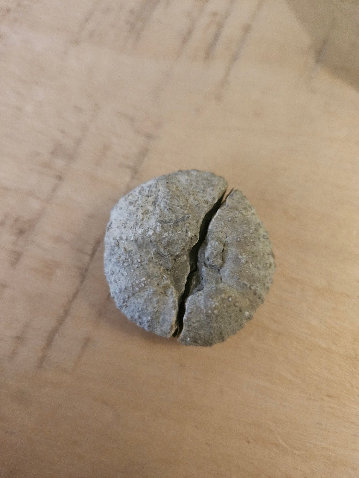 Uniek fossiel van een zee-egel, Ophalen, Fossiel