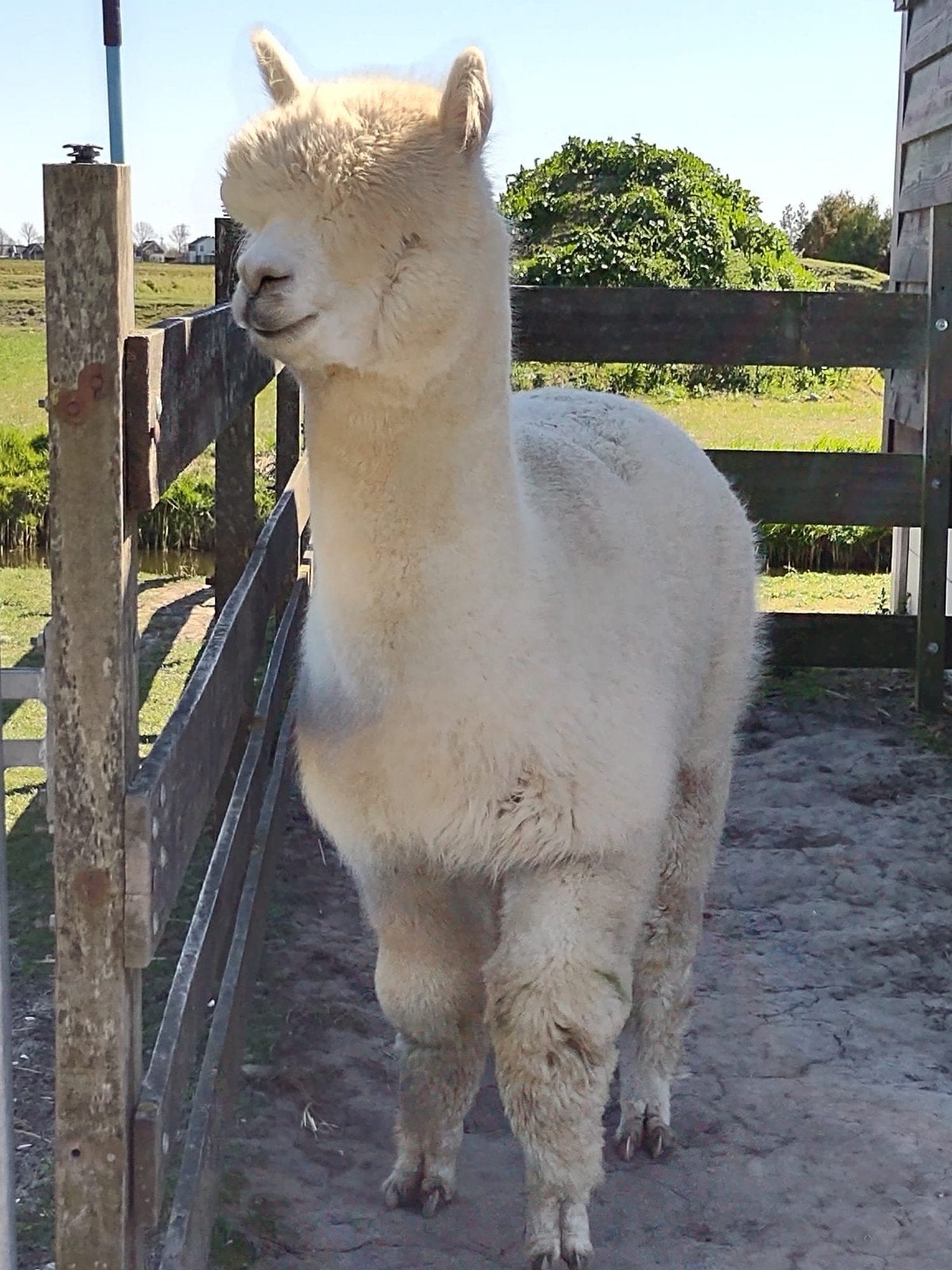 Prachtige witte Alpaca hengst CU Elite Ghost, Dieren en Toebehoren, Juli, Mannelijk