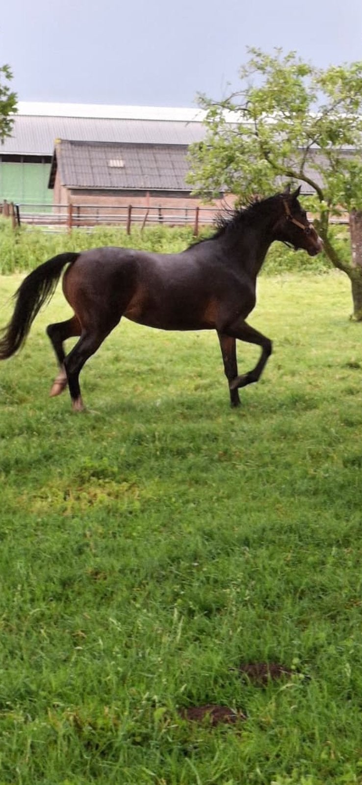 Goed bewegende luxe 3 jarige merrie van next level, Dieren en Toebehoren, Merrie, Met stamboom, Minder dan 160 cm, Dressuurpaard