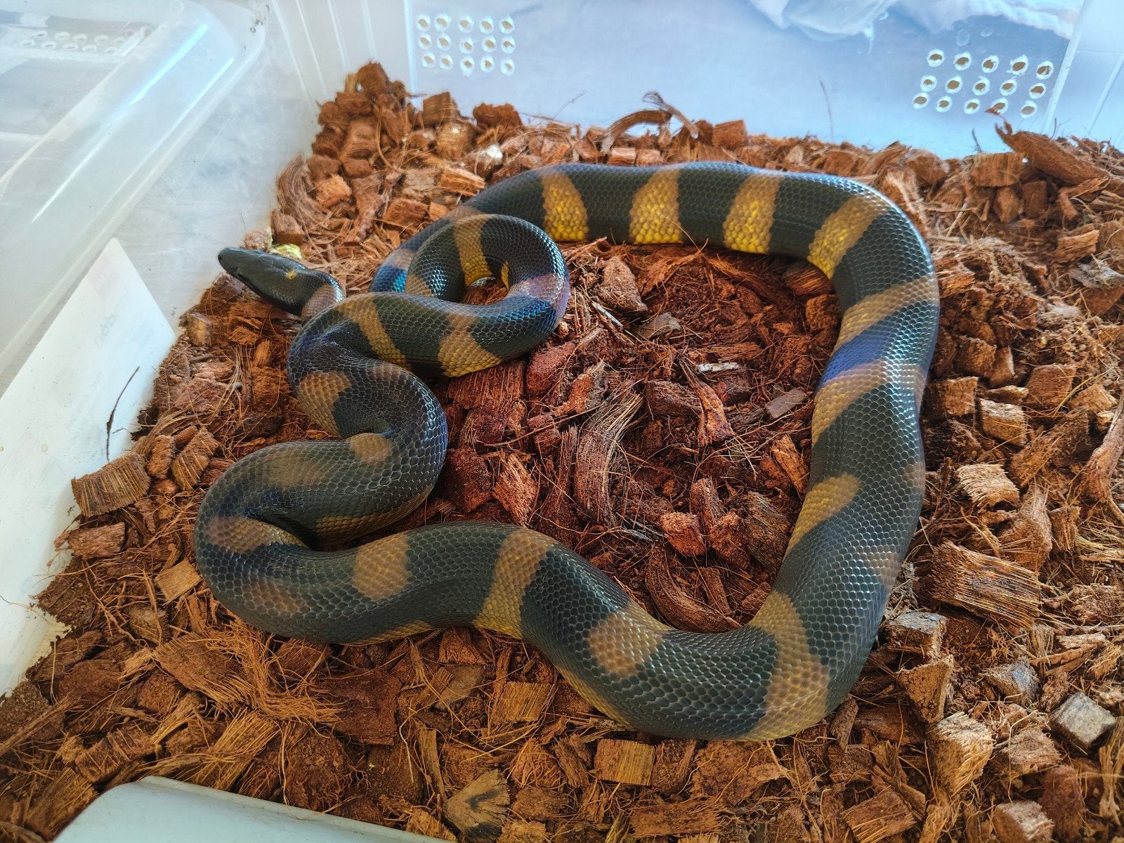 0.1 Bothrochilus boa, Dieren en Toebehoren, Slang, 0 tot 2 jaar