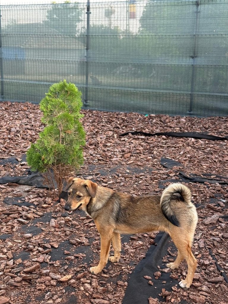 Lieve Foxy zoekt baasje., 15 weken tot 1 jaar, Reu, Eén hond, CDV (hondenziekte)