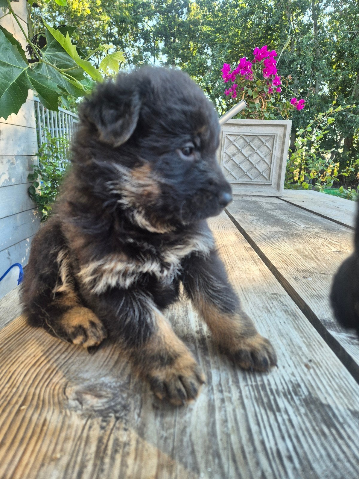 duitse herder puppy puppies / ED vrij HD A - ouders aanwezig, Dieren en Toebehoren, Honden | Herdershonden en Veedrijvers, Nederland