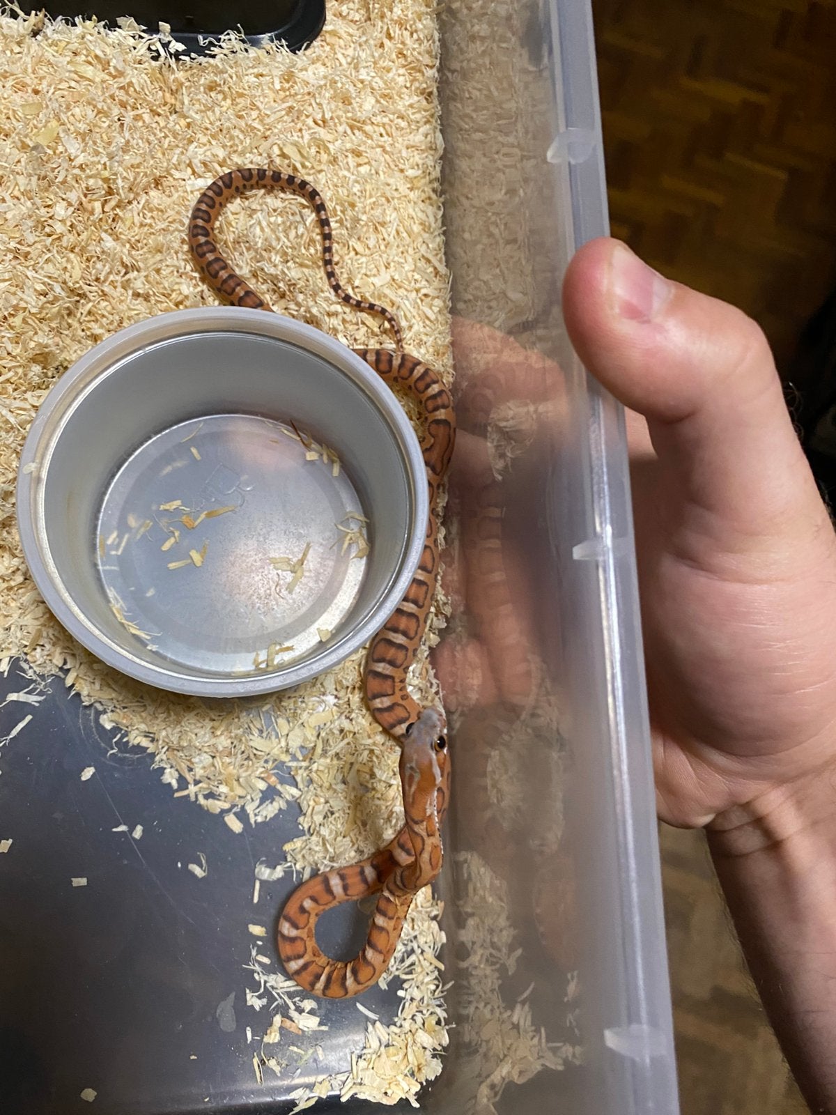 2.6 Scaleless Palmetto project, Slang, 0 tot 2 jaar