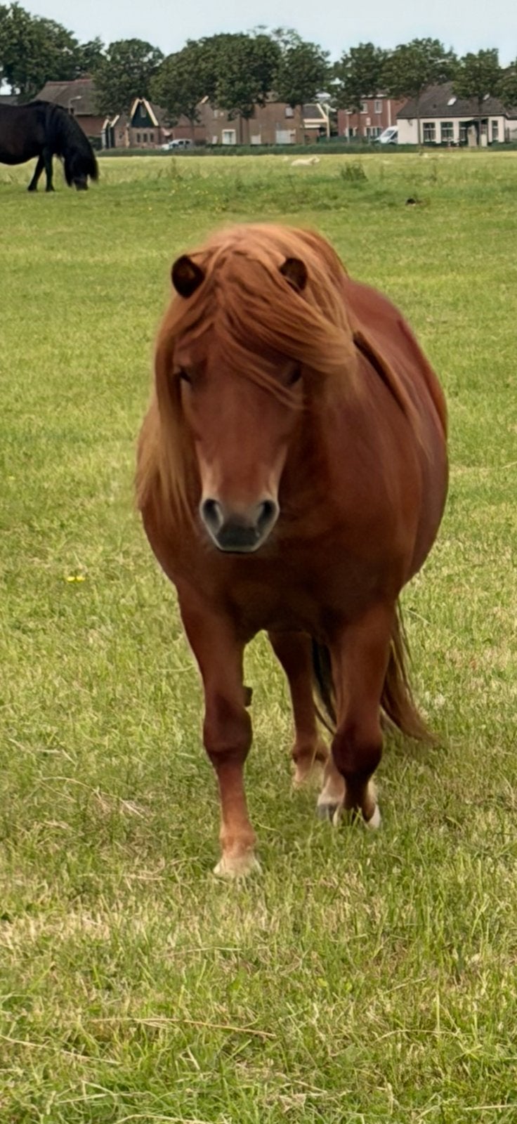Brave Shetlander ruin, Dieren en Toebehoren, Pony's, Ruin, Niet van toepassing, A pony (tot 1.17m), Recreatiepony, 3 tot 6 jaar