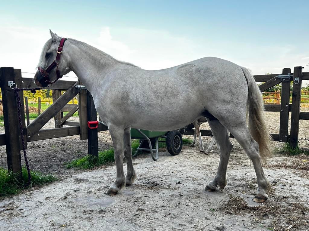 Welsh pony’s -  merries met stamboom, Dieren en Toebehoren, Pony's, Merrie, B pony (1.17m tot 1.27m), Met stamboom, 0 tot 2 jaar