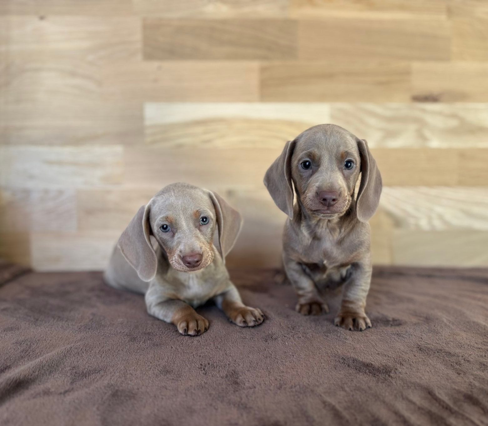 Dwerg teckel pup pups, Parvo, 8 tot 15 weken, Korthaar, Dwerg