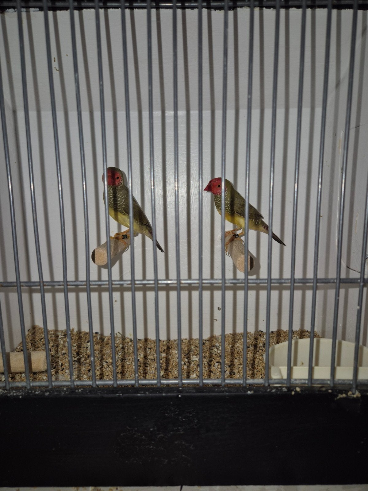 Binsenastrildes, Dieren en Toebehoren, Mannelijk, Tropenvogel, Geringd