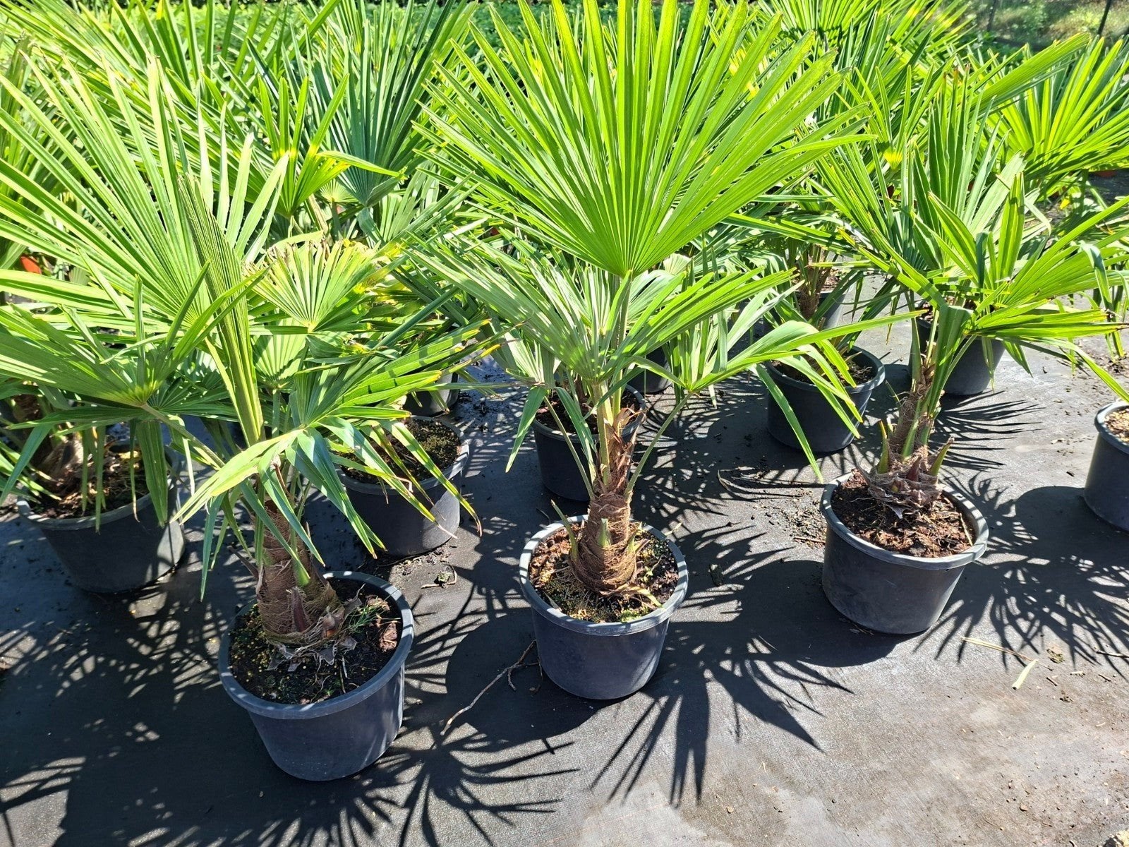 Palmbomen, Ophalen, Gehele jaar, Volle zon