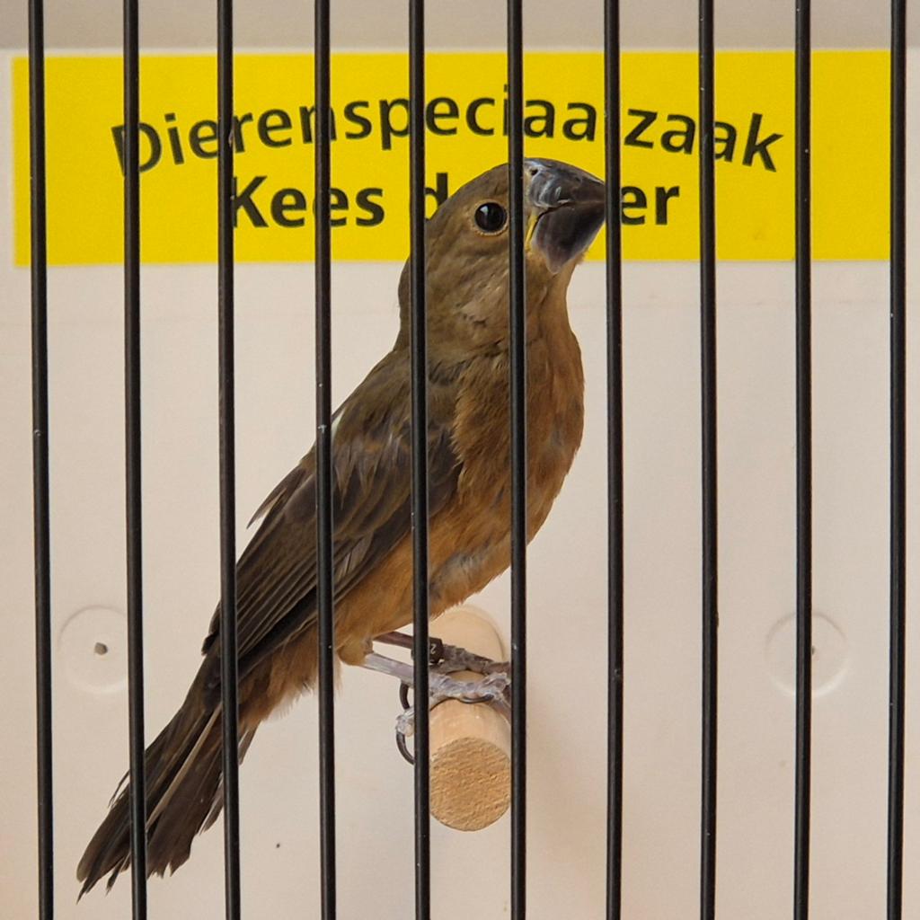 Twatwa pop 2022, Dieren en Toebehoren, Vogels | Overige Vogels, Vrouwelijk, Geringd