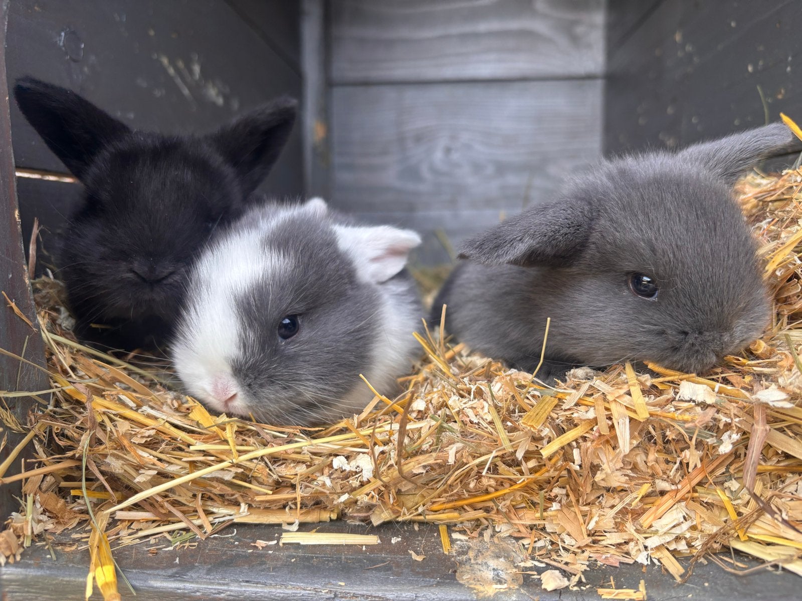 ️ te koop: superlieve nhd konijnen minilop ️, Dieren en Toebehoren, Meerdere dieren, Dwerg, Hangoor, 0 tot 2 jaar
