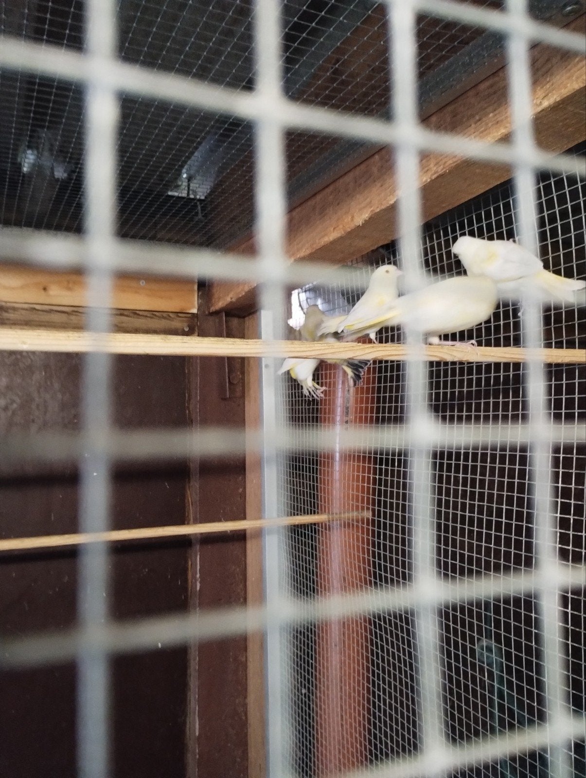 lutino en Agaat split lutino groenlingen 2026, Dieren en Toebehoren, Meerdere dieren, Wildzangvogel, Geringd