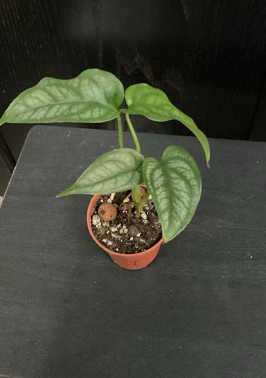 Monstera siltepecana stekje 1, Ophalen, Overige soorten, Halfschaduw, Minder dan 100 cm