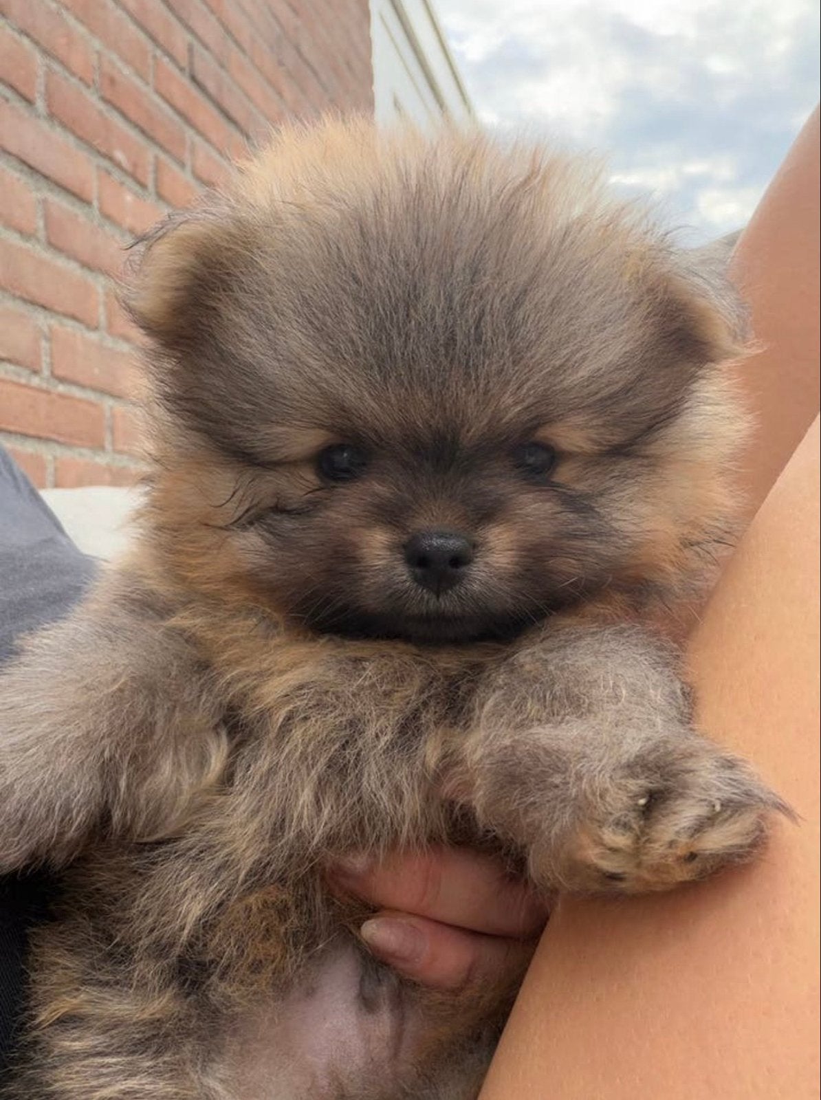 Pomeriaan pups, Dieren en Toebehoren, Parvo, Keeshond, Reu, 8 tot 15 weken