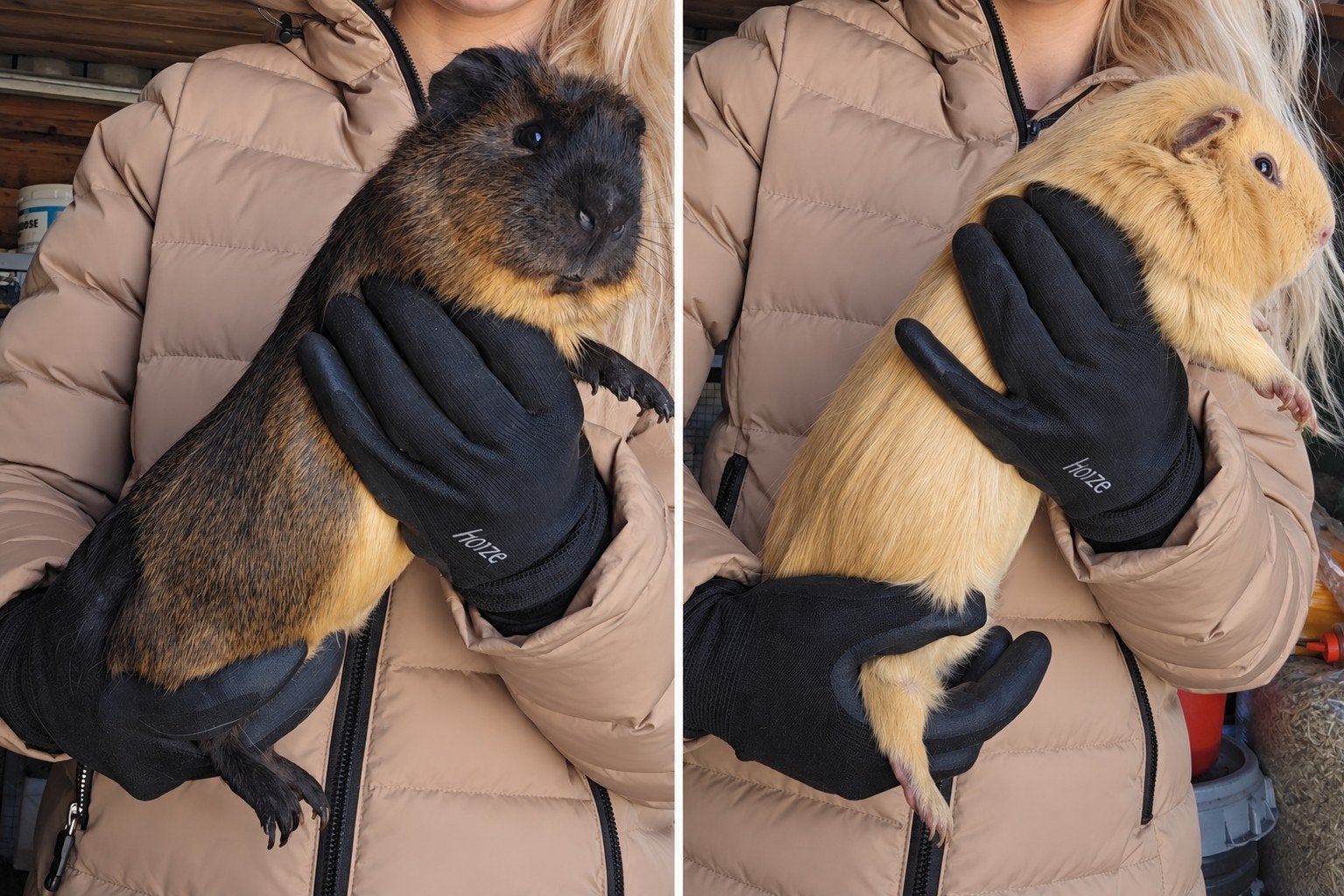 Diverse prachtige exemplaren Cuy Reuzencavia's beschikbaar, Dieren en Toebehoren, Cavia, April, Meerdere dieren, Tam