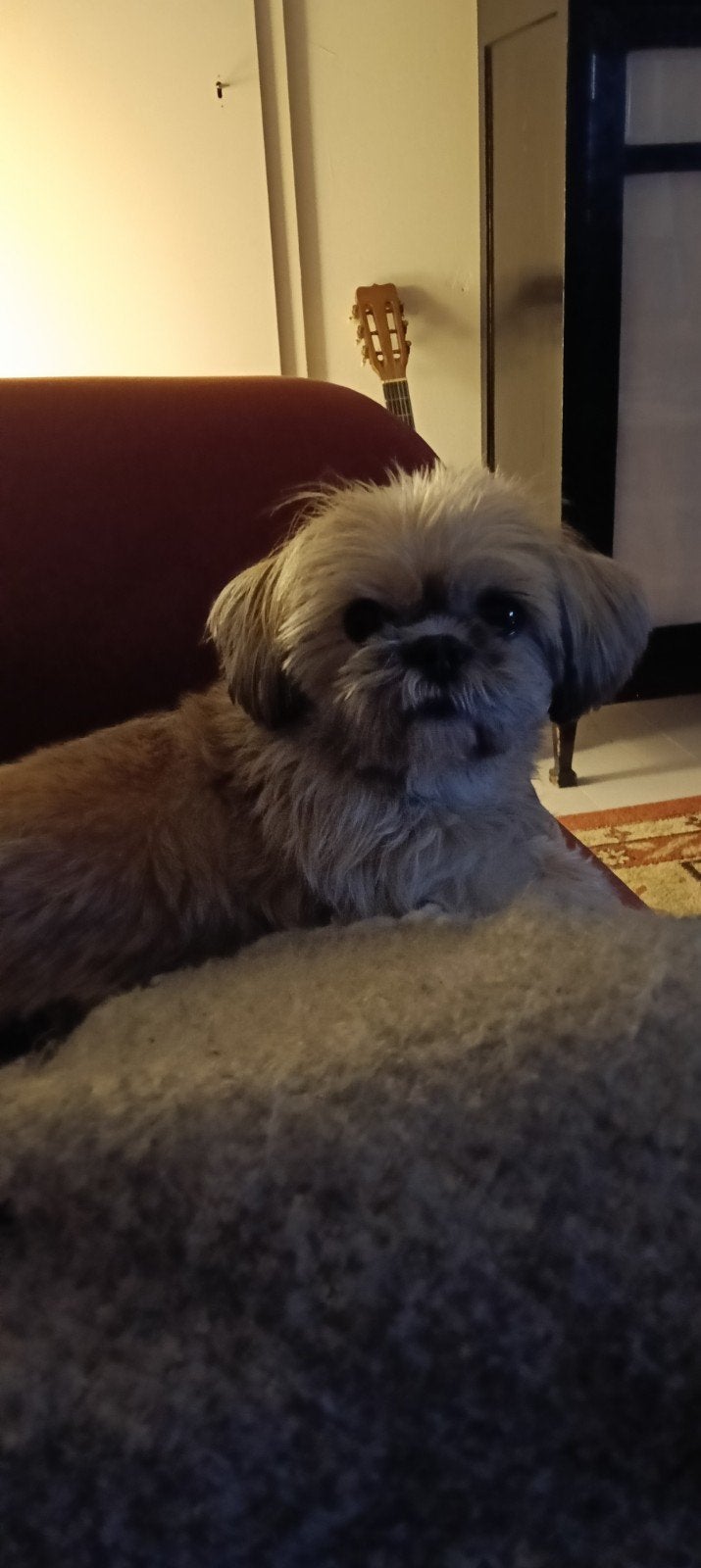 Lief gezin gezocht voor klein Boomertjekl, Dieren en Toebehoren, Overige rassen, Teef, Parvo, Eén hond
