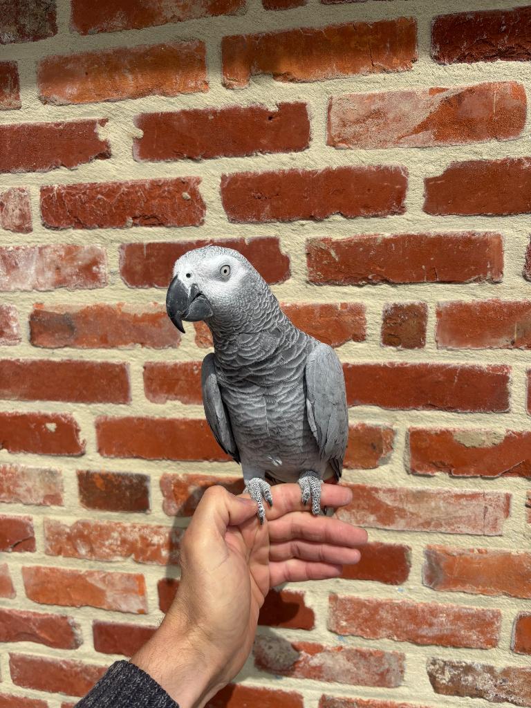 Grijze roodstaart papegaai super tam !!, Dieren en Toebehoren, Vogels | Parkieten en Papegaaien, Vrouwelijk, Papegaai, Pratend