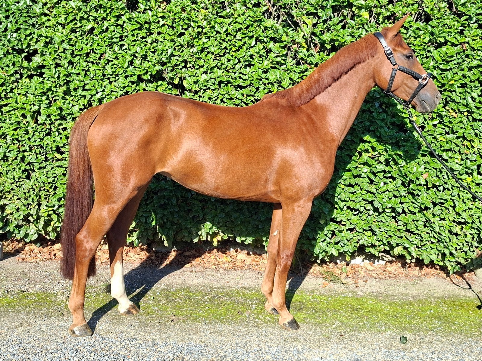 6jarige merrie, Dieren en Toebehoren, Merrie, 3 tot 6 jaar, 160 tot 165 cm, Recreatiepaard