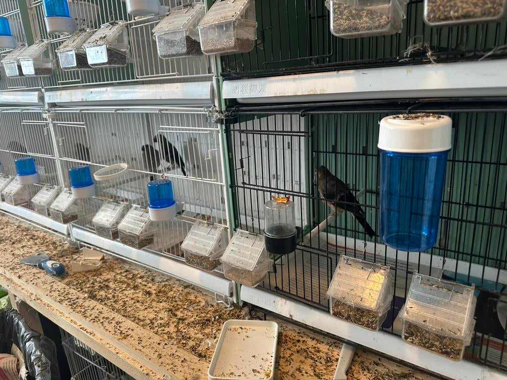 Goudvinken, Dieren en Toebehoren, Vogels | Overige Vogels, Meerdere dieren, Geringd