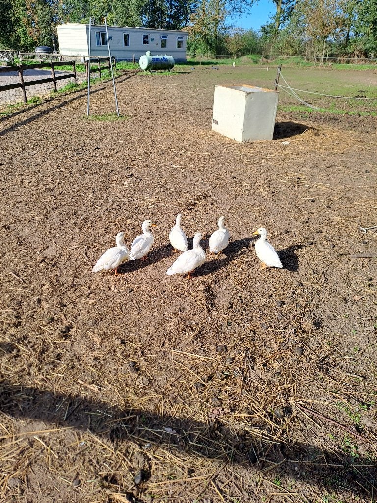 witte eenden, Mei, Meerdere dieren