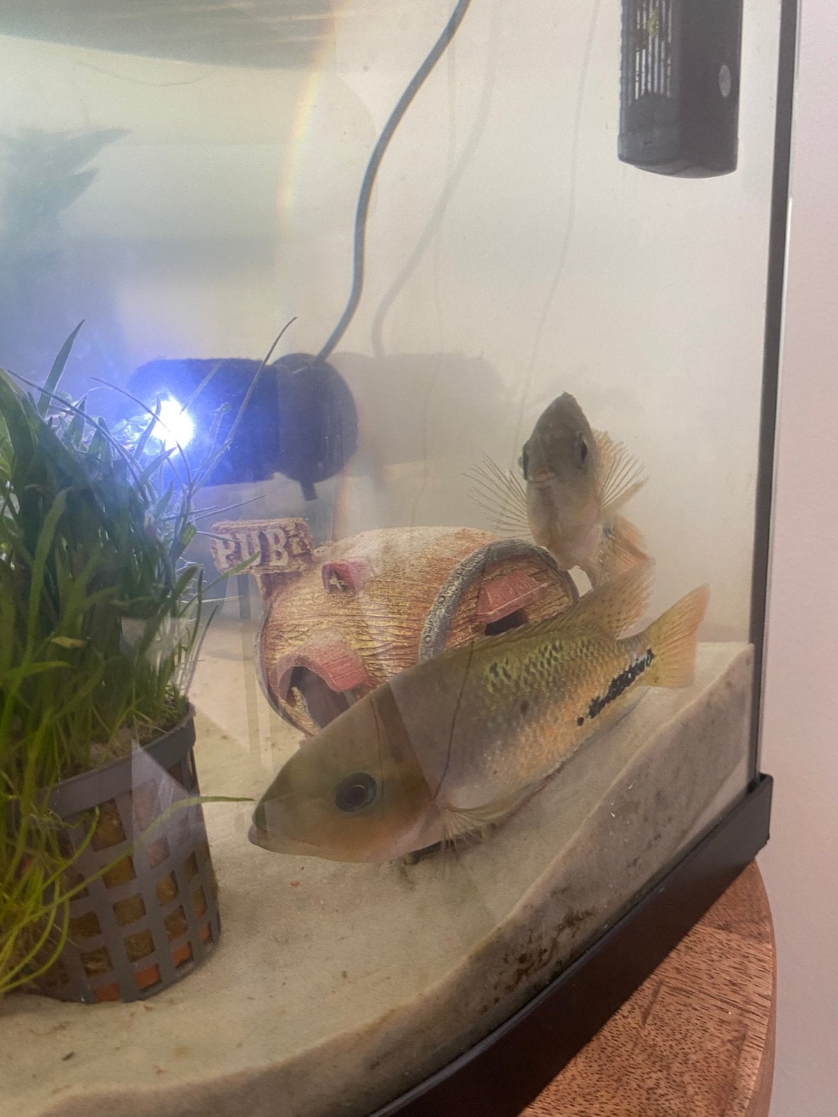 2 cichlide vissen met of zonder aquarium, Ophalen, Nieuw, Gevuld zoetwateraquarium, Inclusief toebehoren