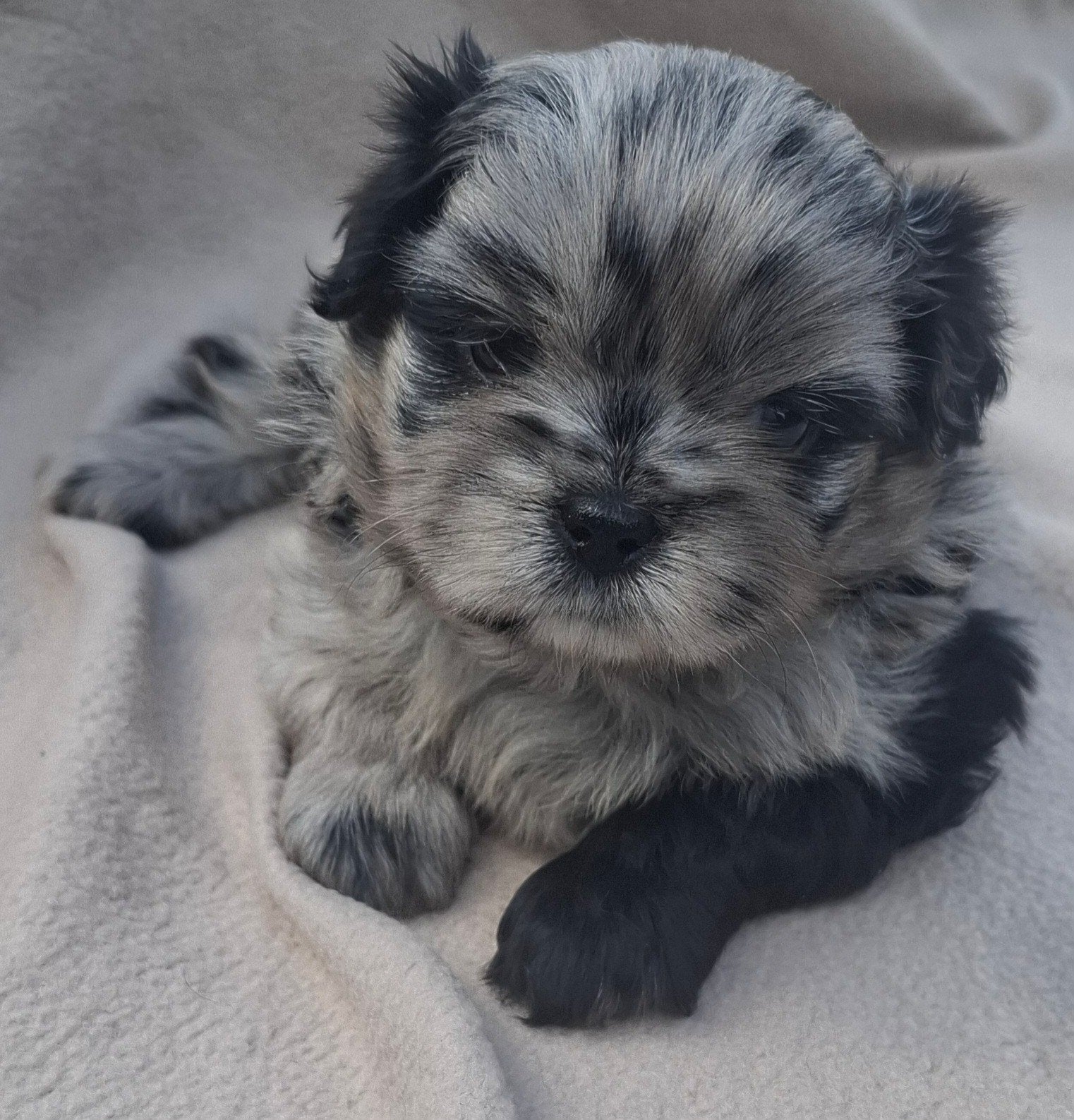 Prachtige unieke Shiranian (F1) pups (Shih Tzu x  pomeriaan), Dieren en Toebehoren, 8 tot 15 weken, Meerdere, Meerdere dieren