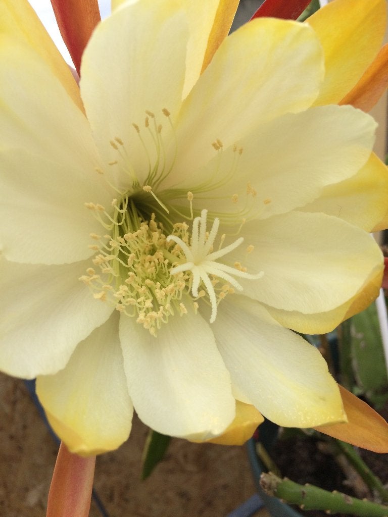 epiphyllum cactus creme de menthe gewortelde stekken, Minder dan 100 cm, Bloeiende kamerplant, Halfschaduw, Ophalen of Verzenden